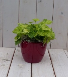 Kindjeopmoedersschootinrodepot25cmWarentuinNatuurlijk-Warentuinnatuurlijk