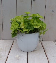 Kindjeopmoedersschootwittepot25cm-Warentuinnatuurlijk
