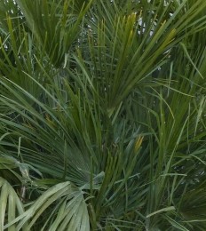 winterhardepalmboomchamaeropshumilis160cmhoog-Warentuinnatuurlijk