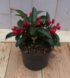 SkimmiametrodebessenWarentuinNatuurlijk-Warentuinnatuurlijk