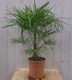 WinterhardePalmboomstamhoogte20cmenhoogte110cm-Warentuinnatuurlijk