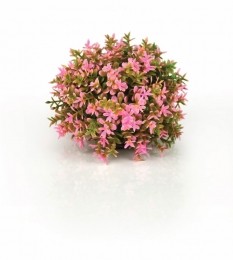 Decobolpink-Biorb