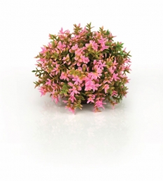 Decobolpink-Biorb