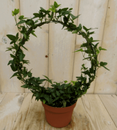 KlimopboogkamerplantHederaWarentuinNatuurlijk-Warentuinnatuurlijk