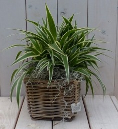 Chlorophytuminmandje25cm-Warentuinnatuurlijk