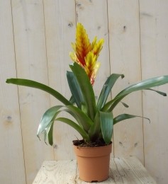 Bromeliageelrood30cm-Warentuinnatuurlijk