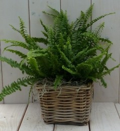 Koningsvarenmandje30cm-Warentuinnatuurlijk