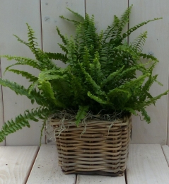 Koningsvarenmandje30cmWarentuinNatuurlijk-Warentuinnatuurlijk
