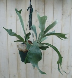 HangplantHertshoornvaren-Warentuinnatuurlijk