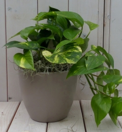 Epipremnumgeelgroentaupepot25cm-Warentuinnatuurlijk