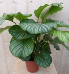 CalatheaOrbifoliaPauwenplantgrootgroenbladmetstrepen60cm-Warentuinnatuurlijk
