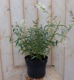 VlinderstruikBuddlejaWit55cm-Warentuinnatuurlijk