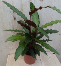 CalatheaWaveStarPauwenplantsmaldonkergroenblad30cmkamerplantWarentuinNatuurlijk-Warentuinnatuurlijk