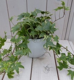KlimopHedreabontwittepot25cm-Warentuinnatuurlijk