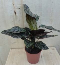 CalatheaOrbifoliaPauwenplantgroenbladrozestrepen30cm-Warentuinnatuurlijk