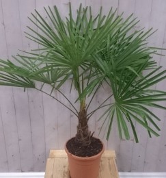 WinterhardePalmboomstamhoogte20cmenhoogte130cm-Warentuinnatuurlijk