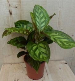 CalatheaMakoyanaPauwenplantlichtgroengrootblad30cm-Warentuinnatuurlijk