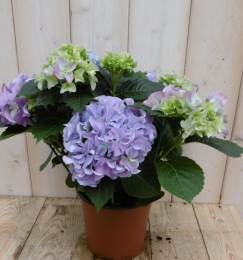 HortensiaBlauw30-40cm4tot6bloemen-Warentuinnatuurlijk