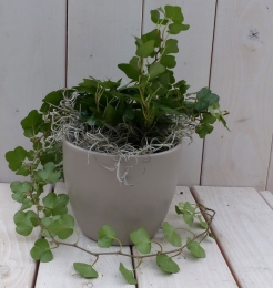 KlimopHedreadonkergroentaupepot25cmWarentuinNatuurlijk-Warentuinnatuurlijk