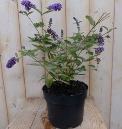 VlinderstruikBuddlejapaars55cm-Warentuinnatuurlijk