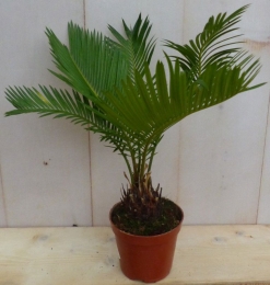 KamerplantPalmvarenCycas-Warentuinnatuurlijk