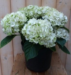 HortensiaHydrangeawit40cm-Warentuinnatuurlijk