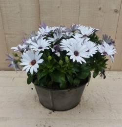 ZinkenbakjeSpaanseMagrietwitdia20cm-Warentuinnatuurlijk