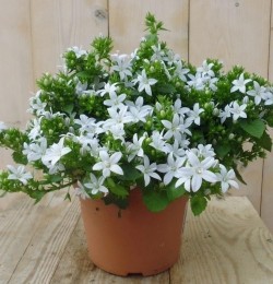 2stuksCampunalaWhiteStar-Warentuinnatuurlijk