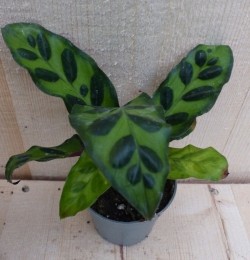 CalatheaMakoyanaPauwenplantKlein-Warentuinnatuurlijk