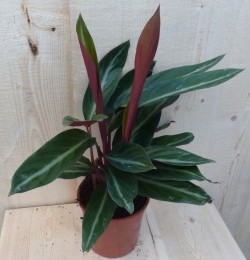 CalatheaTrioStarPauwenplantsmalbladmetwit30cm-Warentuinnatuurlijk