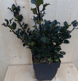 HulstZwartGroen30cm-Warentuinnatuurlijk