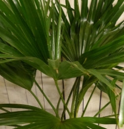 KamerplantLivistonaAustralisWaaierpalm80cm-Warentuinnatuurlijk