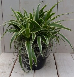 Chlorophytuminzwartantracietepot25cm-Warentuinnatuurlijk