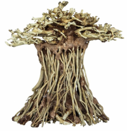BONSAIMUSHROOMMEDIUM-Superfish