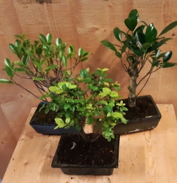 BonsaiboompjeAssortiment1stukkamerplant-Warentuinnatuurlijk