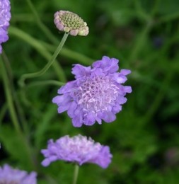 ScabiosacolumbariaButterflyBlue-Samplant