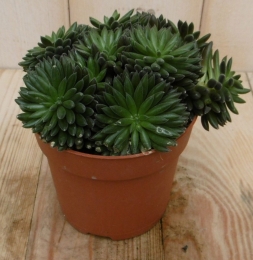 2stuksKamerplantSardinieSiestaCrassulaViridiWarentuinNatuurlijk-Warentuinnatuurlijk