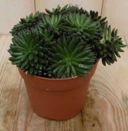 2stuksKamerplantSardinieSiestaCrassula-Warentuinnatuurlijk