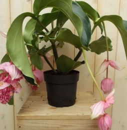 3stelenen3bloemenTrosbloemrozeMedinillaMagnificakamerplantWarentuinNatuurlijk-Warentuinnatuurlijk