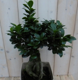 KamerplantBonsaiFicusMicrocarpa50cm-Warentuinnatuurlijk