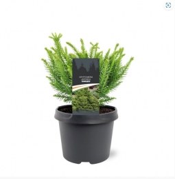 CryptomeriajaponicaDinger20-25cmConifeerSikkelcipresWarentuinNatuurlijk-Warentuinnatuurlijk