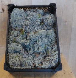 ZilvermosinkistjedecoratieWarentuinNatuurlijk-Warentuinnatuurlijk