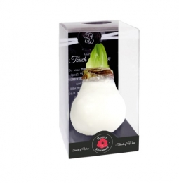 BloembolRodeAmaryllisWaxkaarsvetGlossWitMaatSKebolWarentuinNatuurlijk-Warentuinnatuurlijk