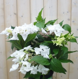 HortensiaHydrangeawitrandjesbloem40cm-Warentuinnatuurlijk