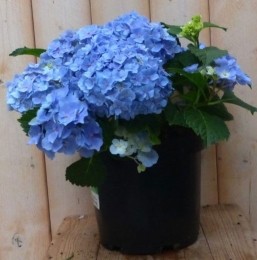 HortensiaHydrangeablauw40cm-Warentuinnatuurlijk