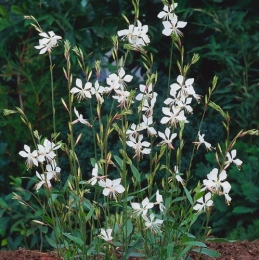GauralindheimeriWhirlingButterflies-Samplant