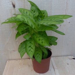 CalatheaLeopardinaPauwenplantlichtgroensmalblad30cmkamerplantWarentuinNatuurlijk-Warentuinnatuurlijk