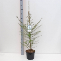 Larixdecidua80-150cm-Warentuinnatuurlijk
