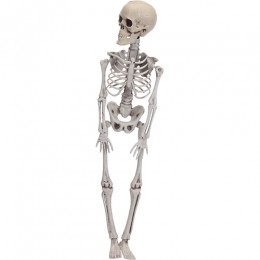 HalloweenSkelet-42cm-Buitengewoondeboet