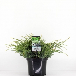 Juniperussquamataholger45cm-Warentuinnatuurlijk